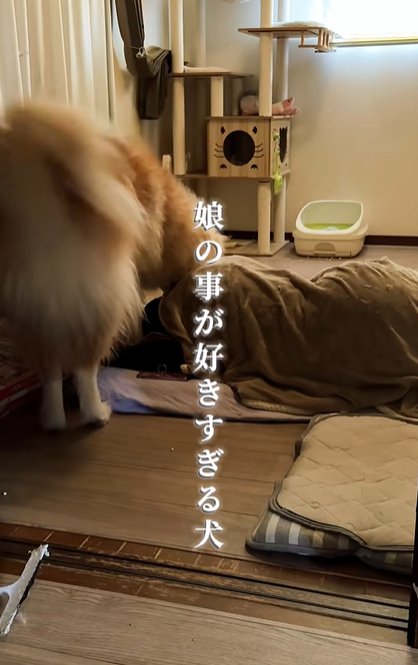 寝ている女性の周囲をうろつく秋田犬