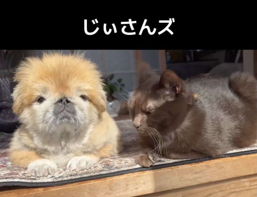 一緒に日向ぼっこ中。