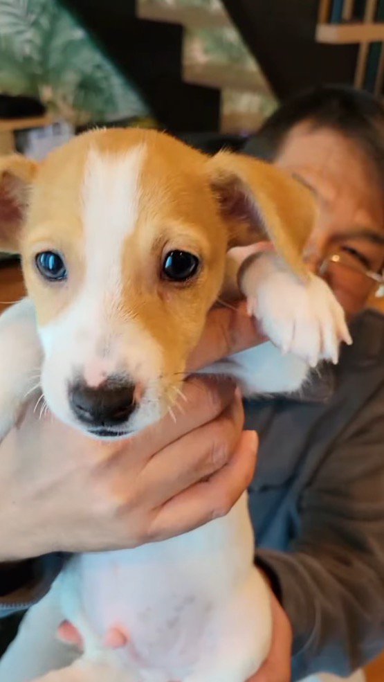 男性に抱き上げられる子犬
