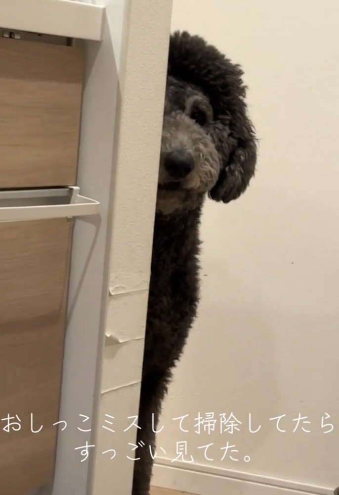 壁越しに見つめる犬