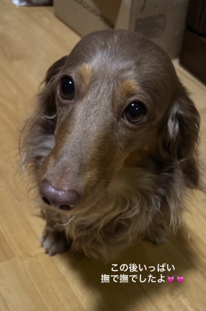 ナデナデ嬉しいね