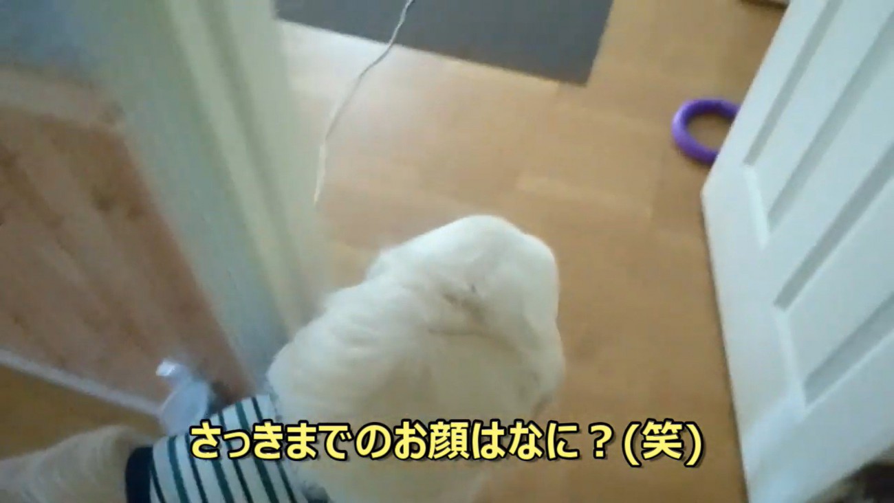 ギンちゃんの表情の変化8