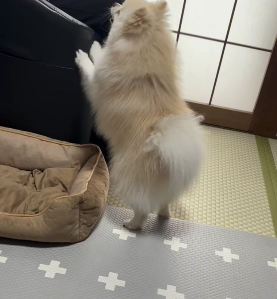 おばあちゃんに吠える犬1