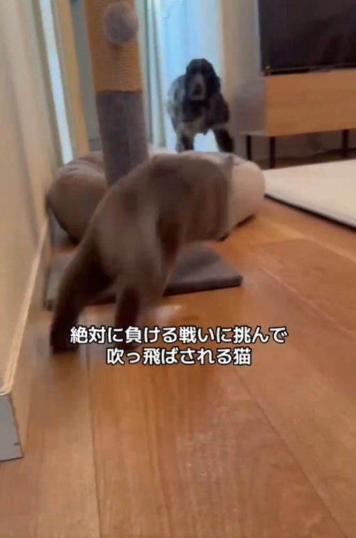 飛び出す猫