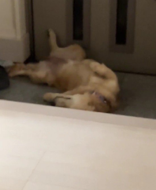 玄関で寝ていました