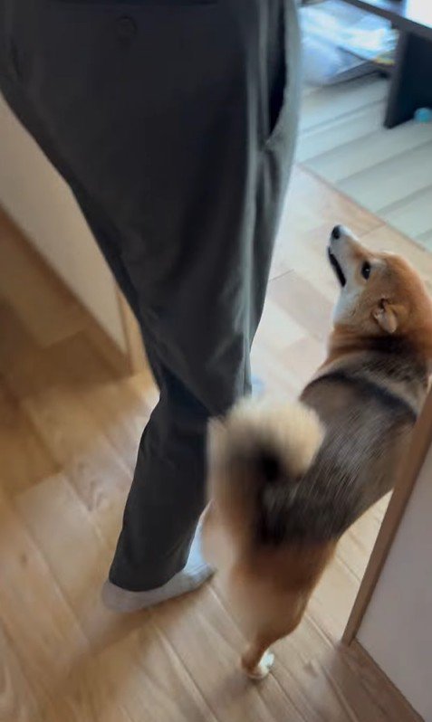 大好きなおじさんが来た時のはちちゃん8