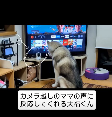 カメラを見る犬5