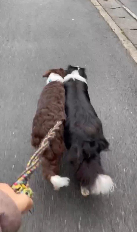 ルナちゃん＆リッカちゃんのお散歩4