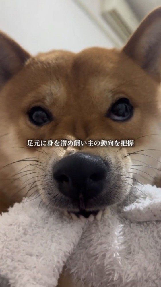 タオルを咥えて鼻にシワを寄せる犬