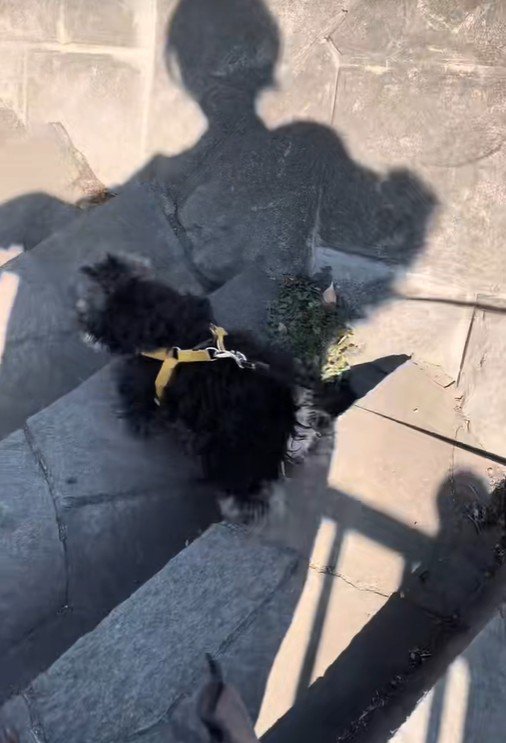 軽やかな足取りで下りています♪