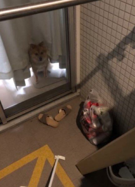 配達員さんをじっと観察