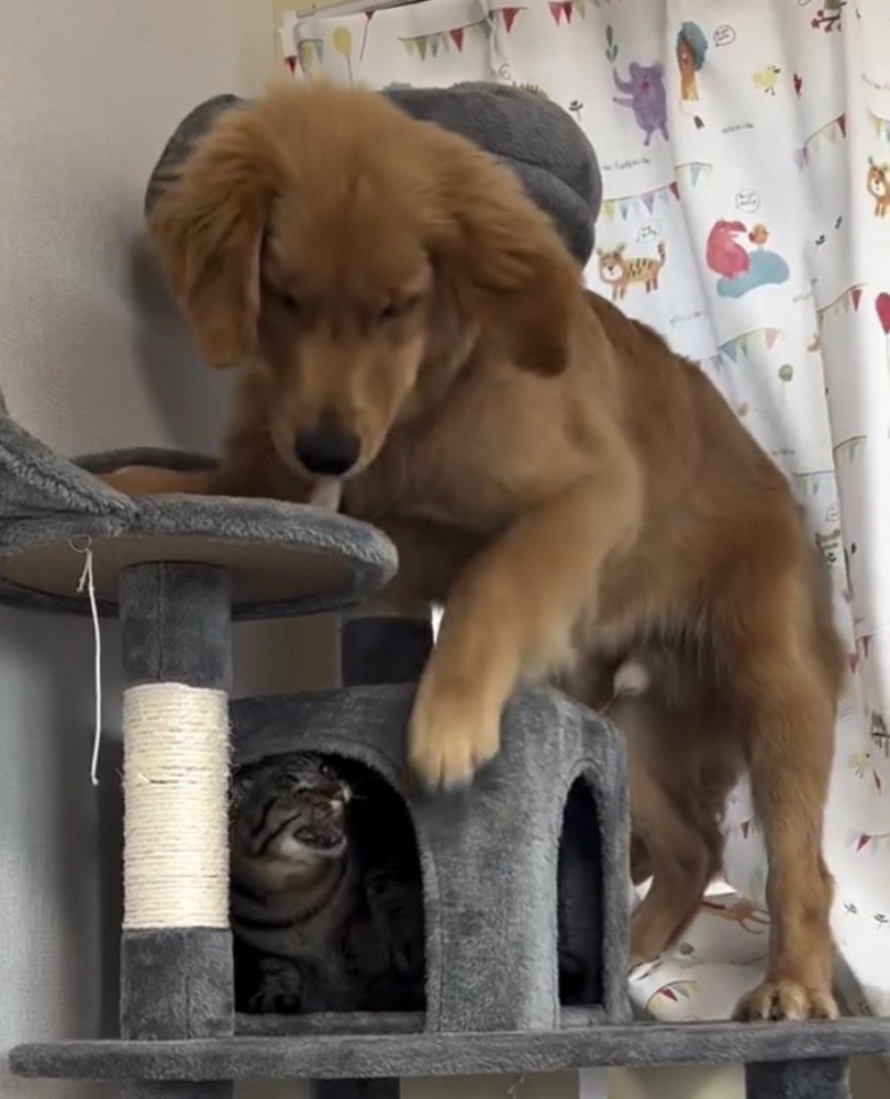 口を開ける猫と見つめる犬