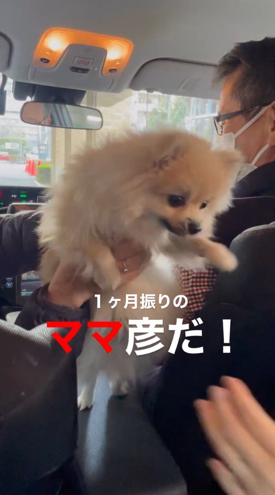 後部座席の女性の方へ身を乗り出す犬