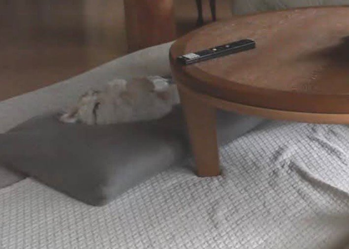 お留守番カメラを確認したら…