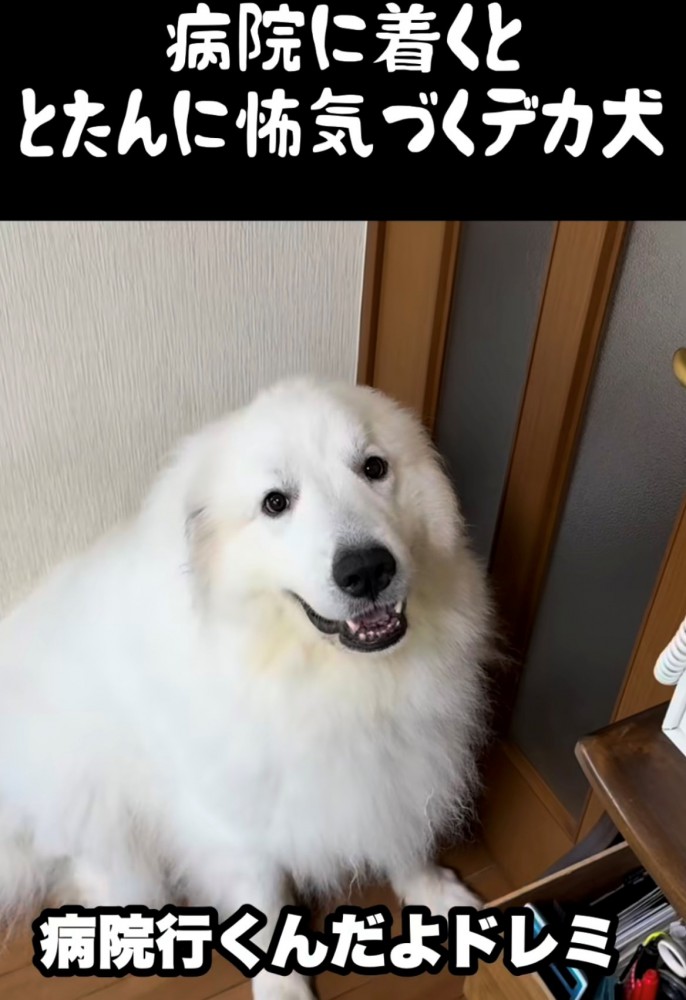 座ってこちらを見る犬