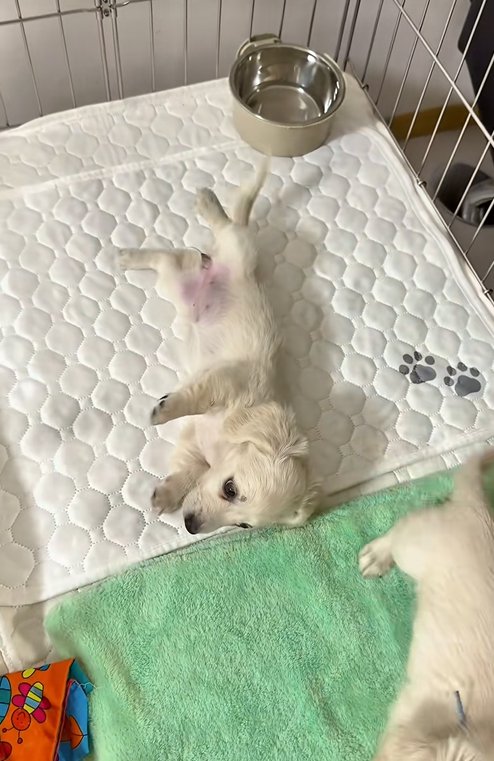 ヘソ天でベッドに寝転がる赤ちゃん犬