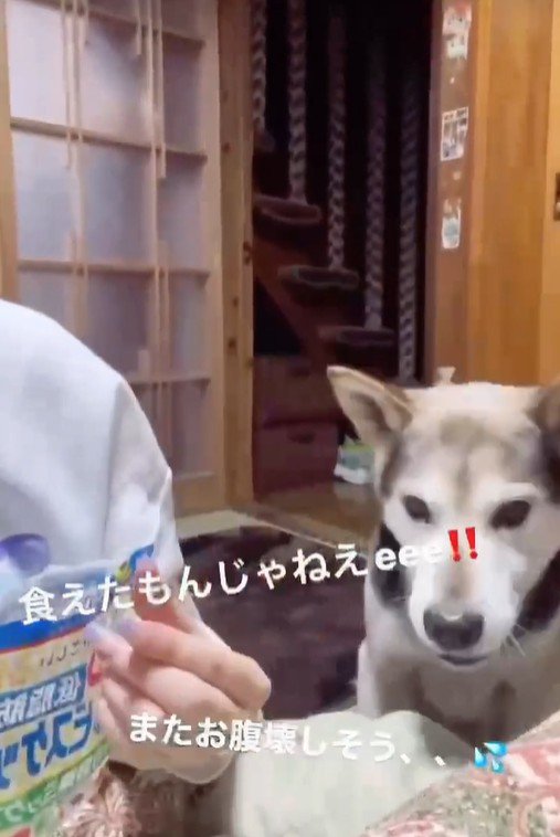 ワンコがナイスキャッチ♪