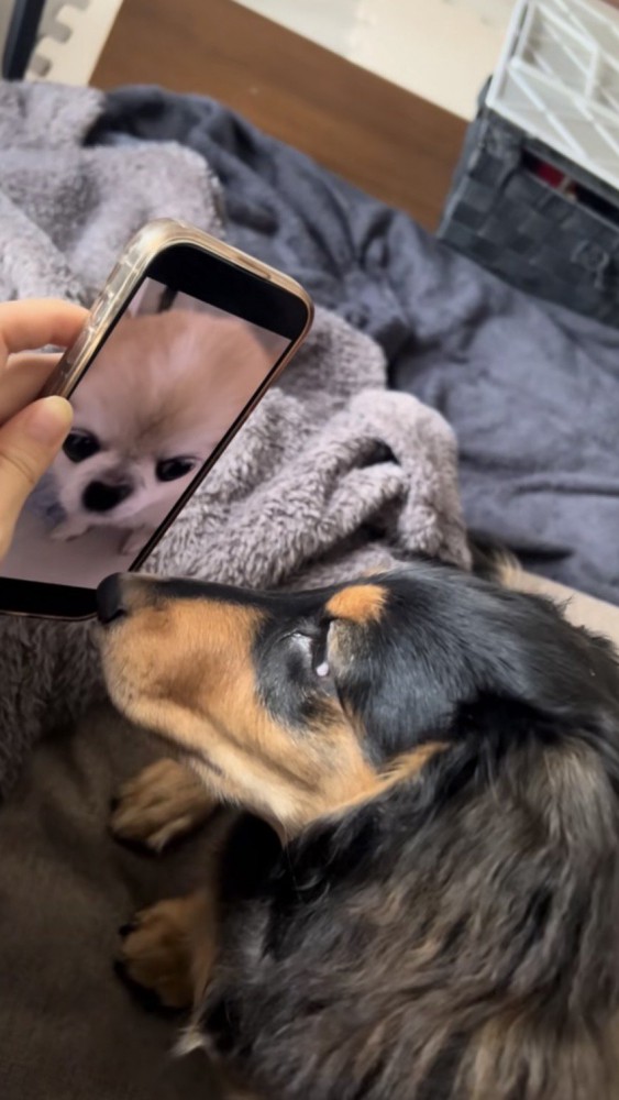 スマホに映るチワワを見つめて接近するダックス