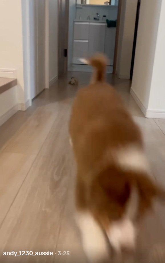 飼い主さんにまっしぐらのアンディ君