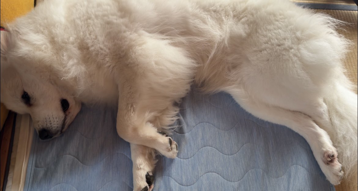 布団の上でくつろぐ犬