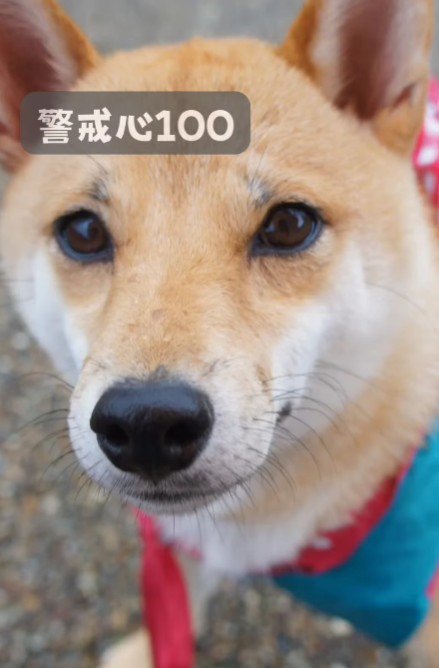 警戒心が強かった