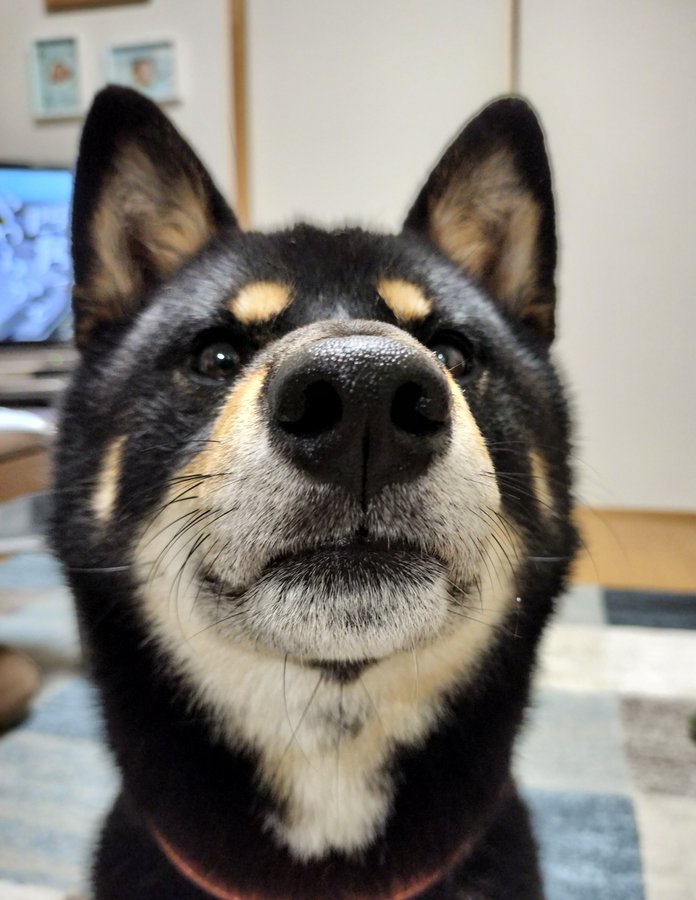 証明写真