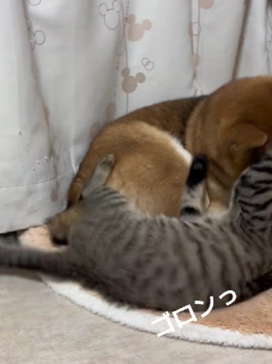 そのままゴロン！！