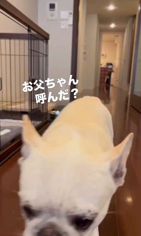 武蔵くんを呼んだ時の態度の差5