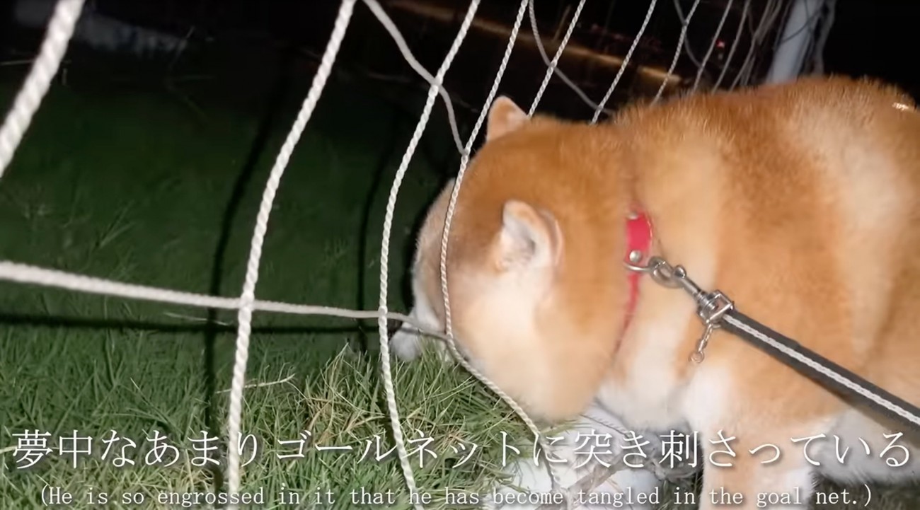 ネットに顔を突っ込む柴犬