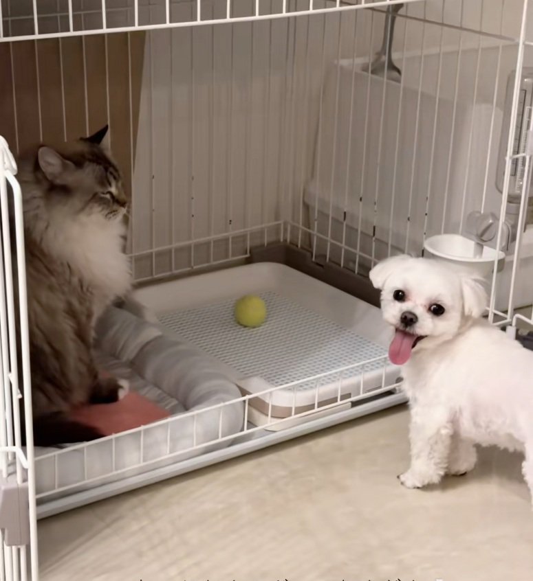 飼い主さんを見るちゃむさん