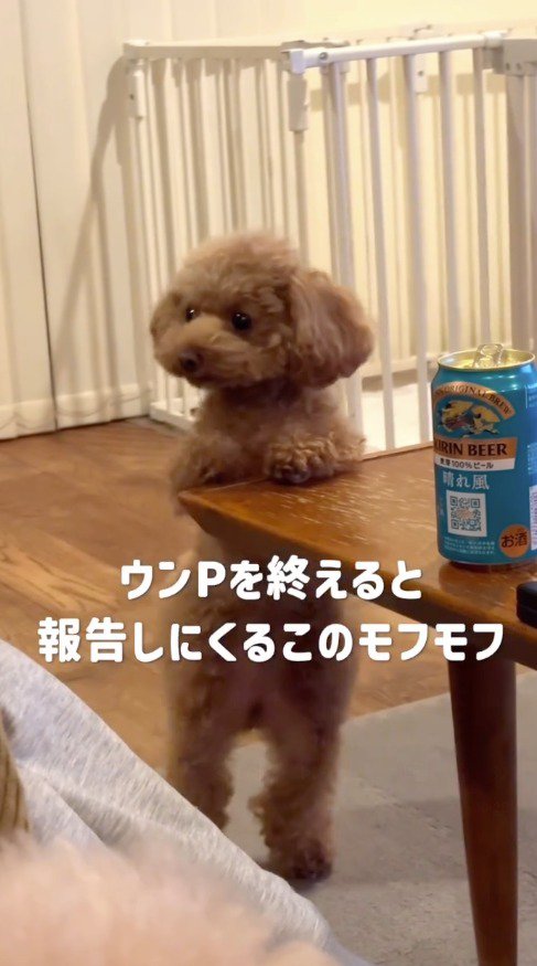 後ろ足で立ち上がる犬