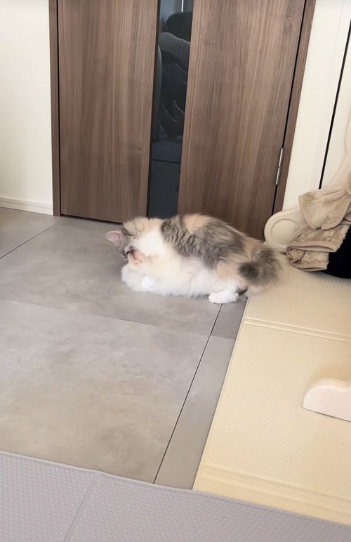 子犬の上に乗る子猫