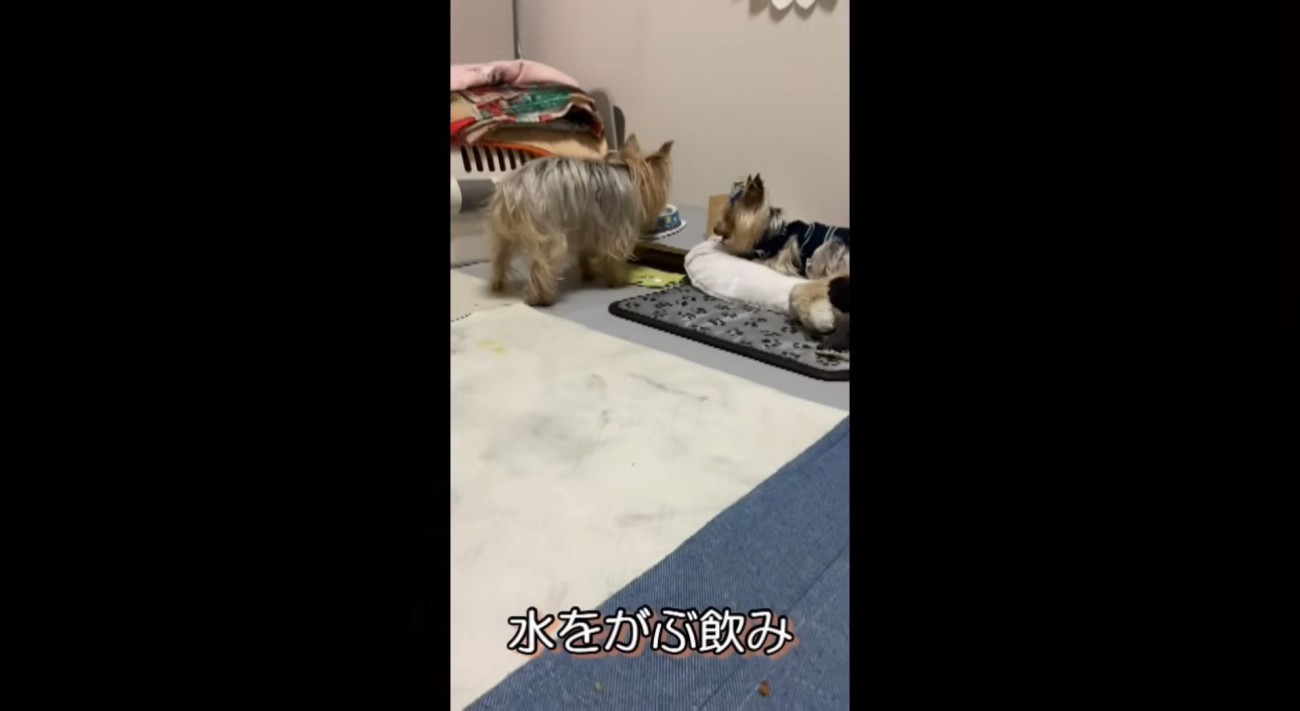 水が入った皿に顔を入れるメスの老犬