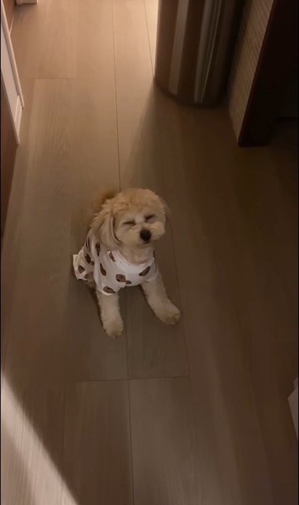 飼い主さんのお見送りをするワンコ