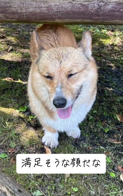 満足そうなぷりんちゃん