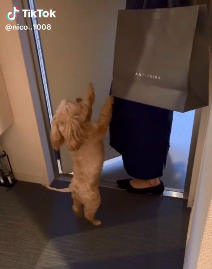 立ち上がるニコちゃん