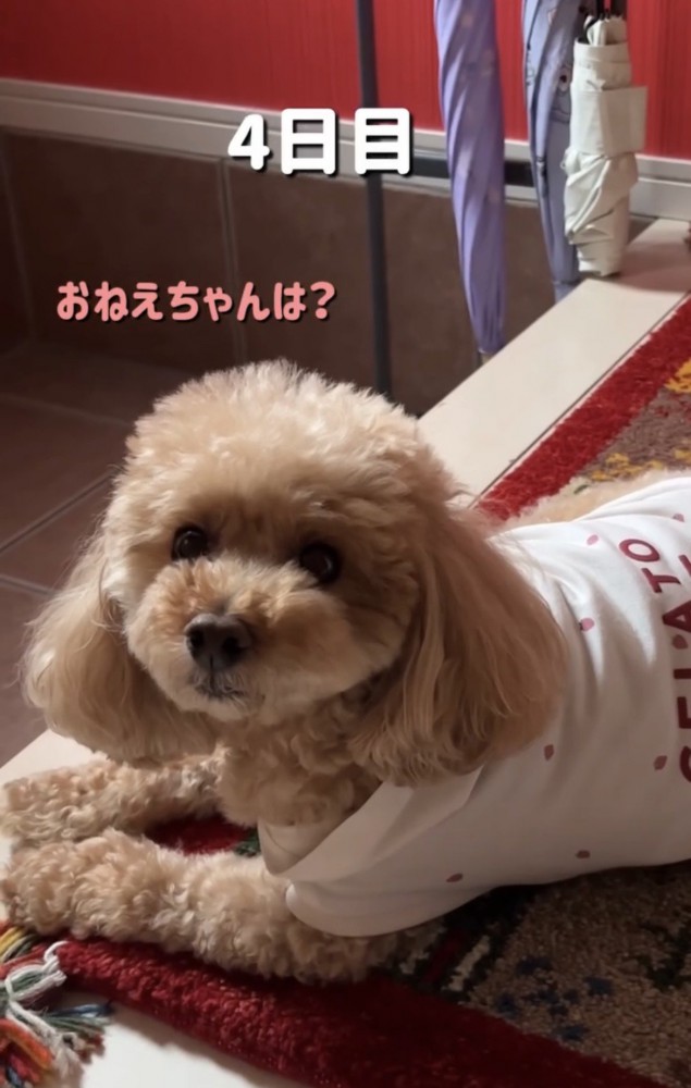 顔を上げて見つめる犬