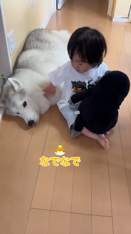 犬の顔を撫でる男の子