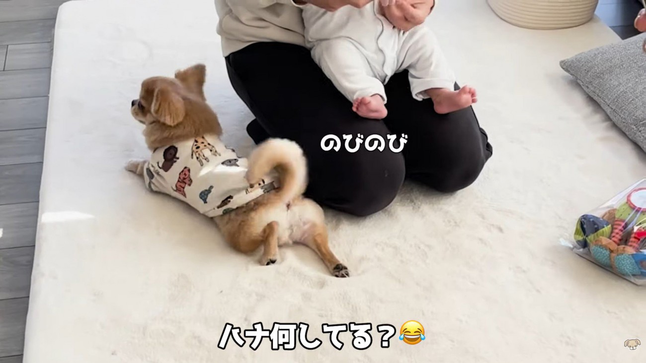 ハナちゃんと赤ちゃんたちの交流3