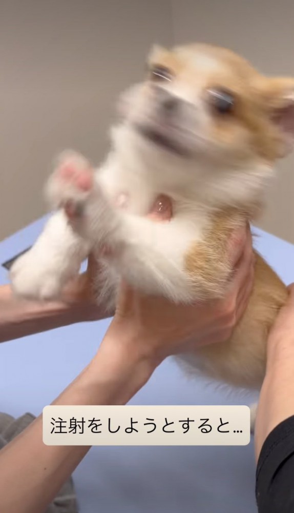 暴れる子犬2