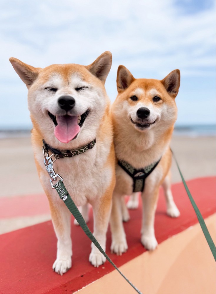 ニコニコ