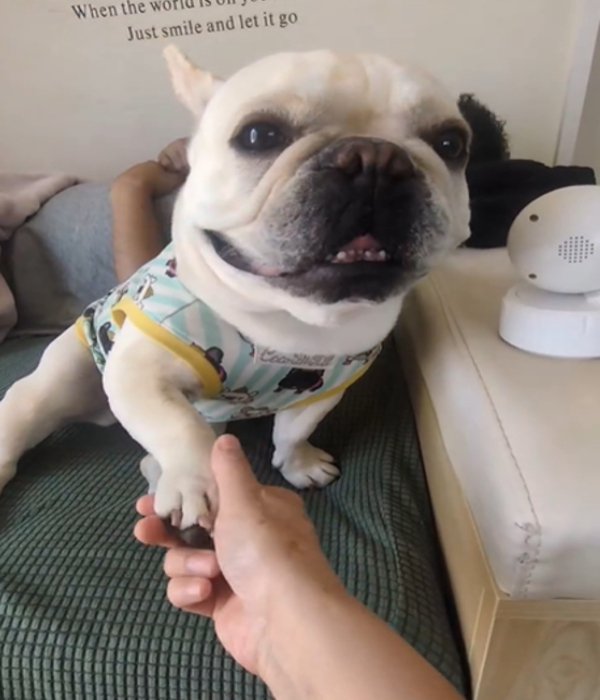 前足を重ねる犬