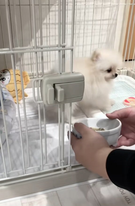 振り向くすいちゃん