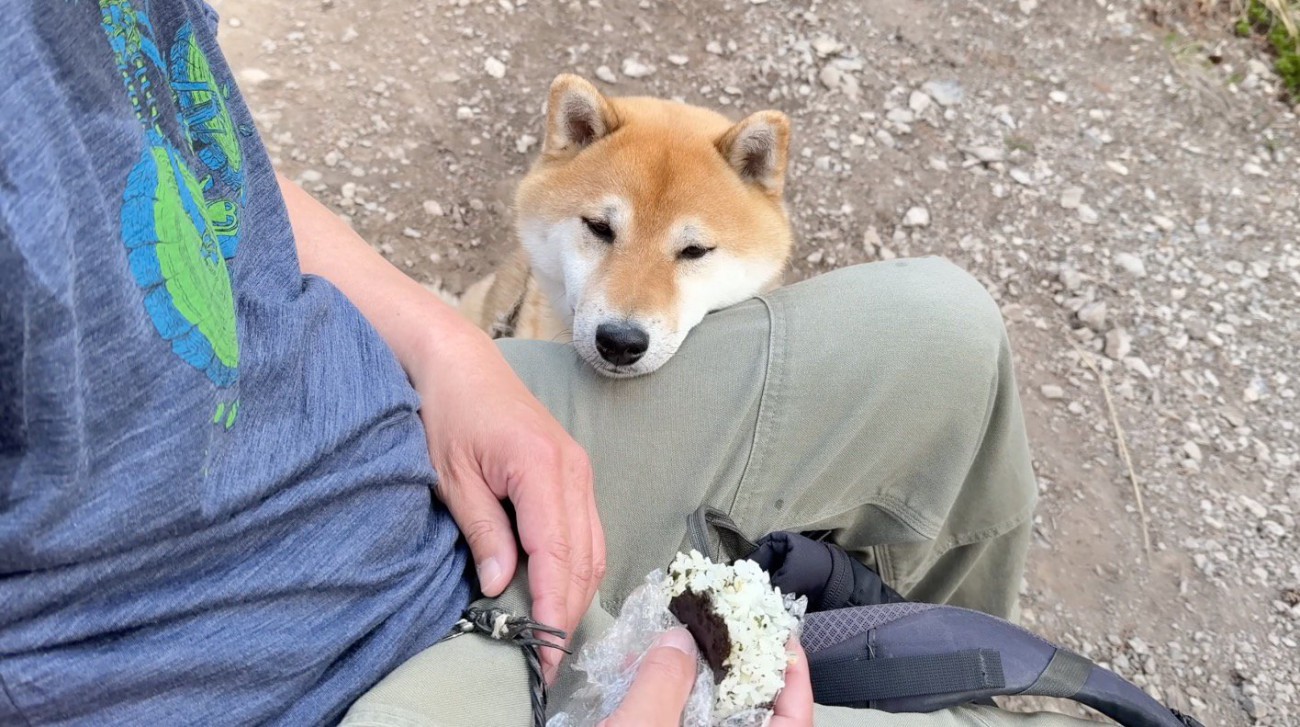 おにぎりを食べる飼い主の足にアゴを乗せる犬