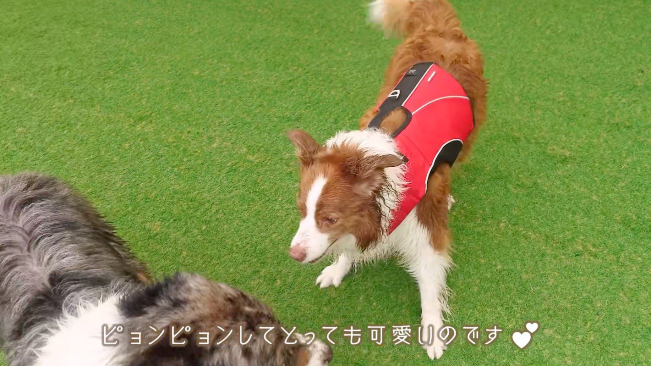 黒い犬と追いかけっこをするお姉ちゃん犬