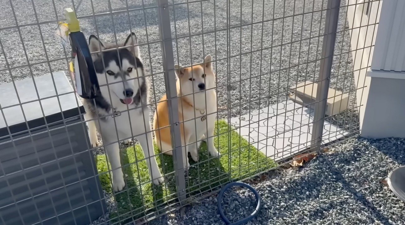 フェンスの向こうから駐車場を覗く2頭の犬