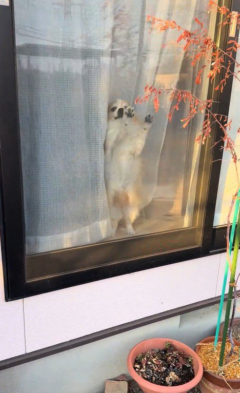 ひめちゃんのお出迎え3