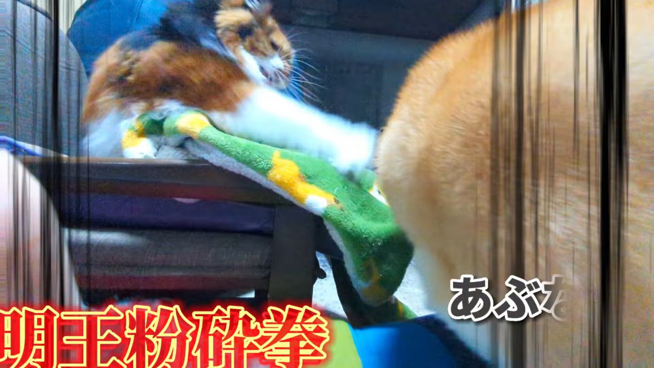 ディス子さんが怒ってパンチ！