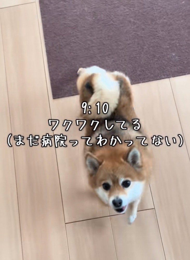 見上げる犬
