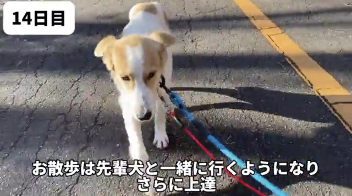 リードをつけて歩く犬